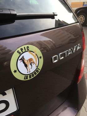 Malinois Sticker Auto - diverse modele